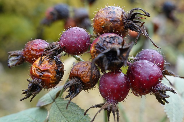 Bær, Natur, Plante, Skov, Efterår