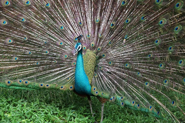 Free Bird Peacock photo and picture