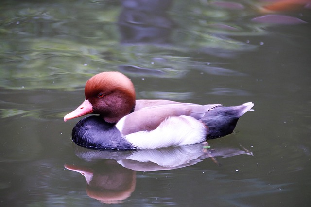 Free Bird Ornithology photo and picture