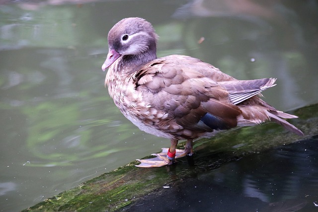 Free Bird Ornithology photo and picture