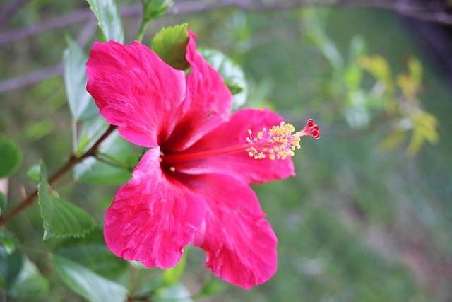 Free Hibiscus Flower photo and picture