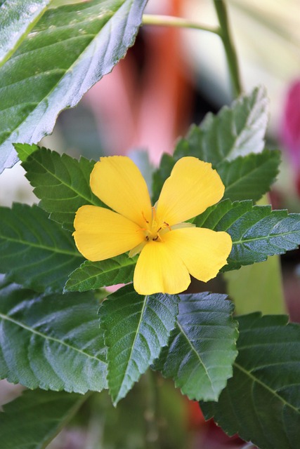 Free Yellow Flower photo and picture