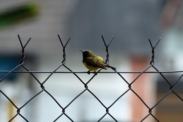 Free Sunbird Bird photo and picture