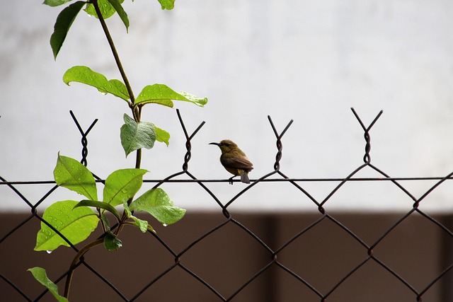 Free Sunbird Bird photo and picture