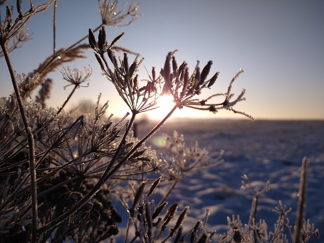 Free Winter Frost photo and picture