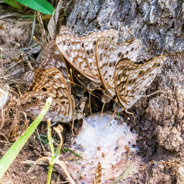 Free Nature Butterfly photo and picture