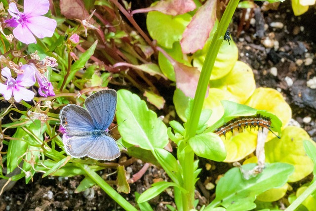 Free Butterfly Caterpillar photo and picture