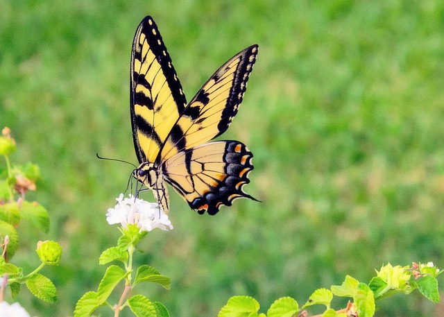 Free Butterfly Nature photo and picture