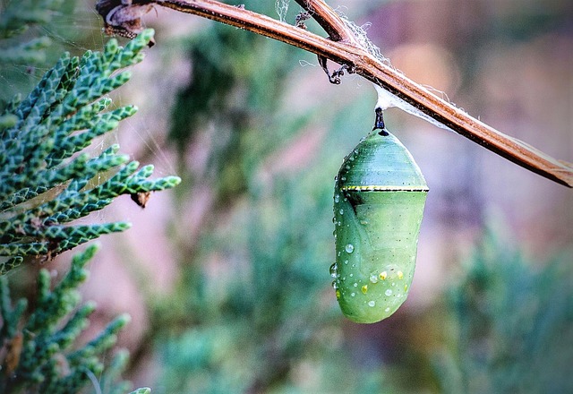 Free Monarch Butterfly Cocoon Cocoon photo and picture