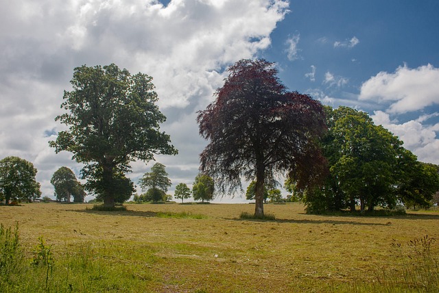 Free Tree Land photo and picture