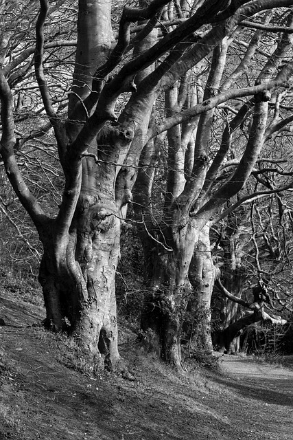 Free Monochrome Trees photo and picture