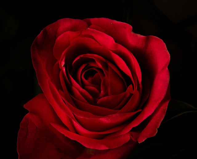 Free Flower Mac Wallpaper photo and picture