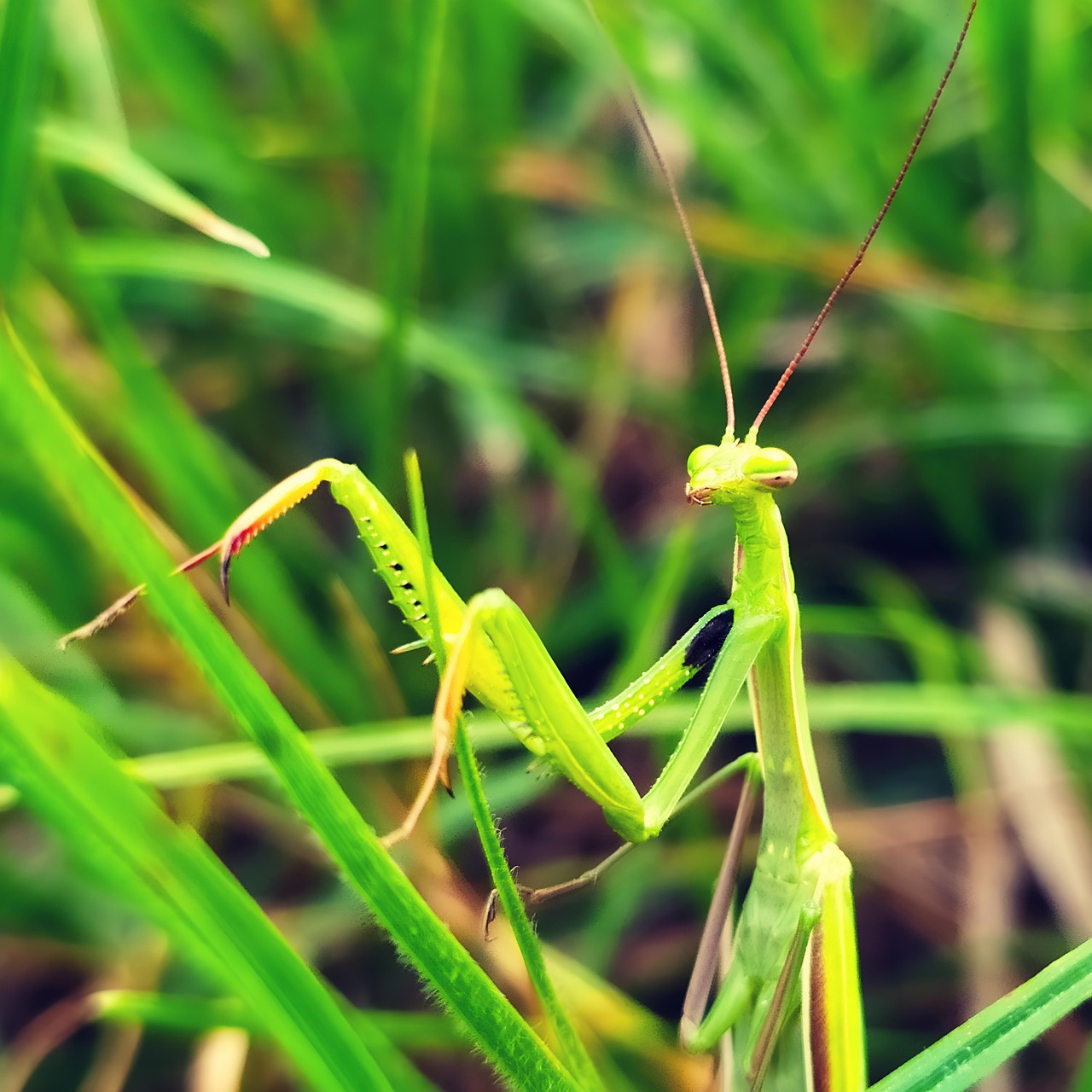 Mantis, Bug, Insekt