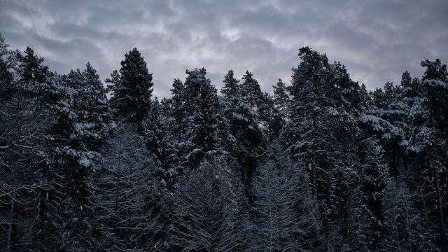 Skov, Natur, Vinter, Sne, Himmel