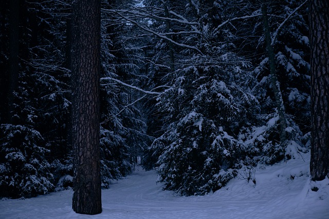 Skov, Landskab, Vinter, Sne, Natur