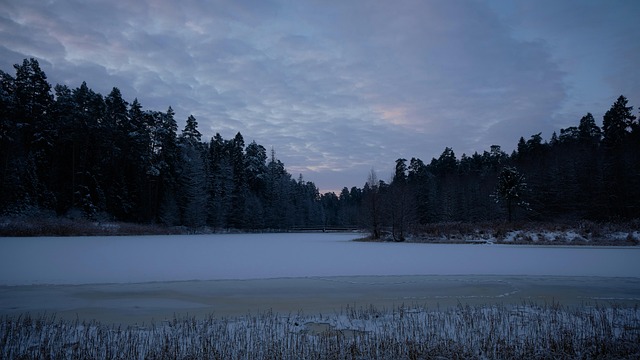 Vinter, Sø, Skov, Natur, Landskab