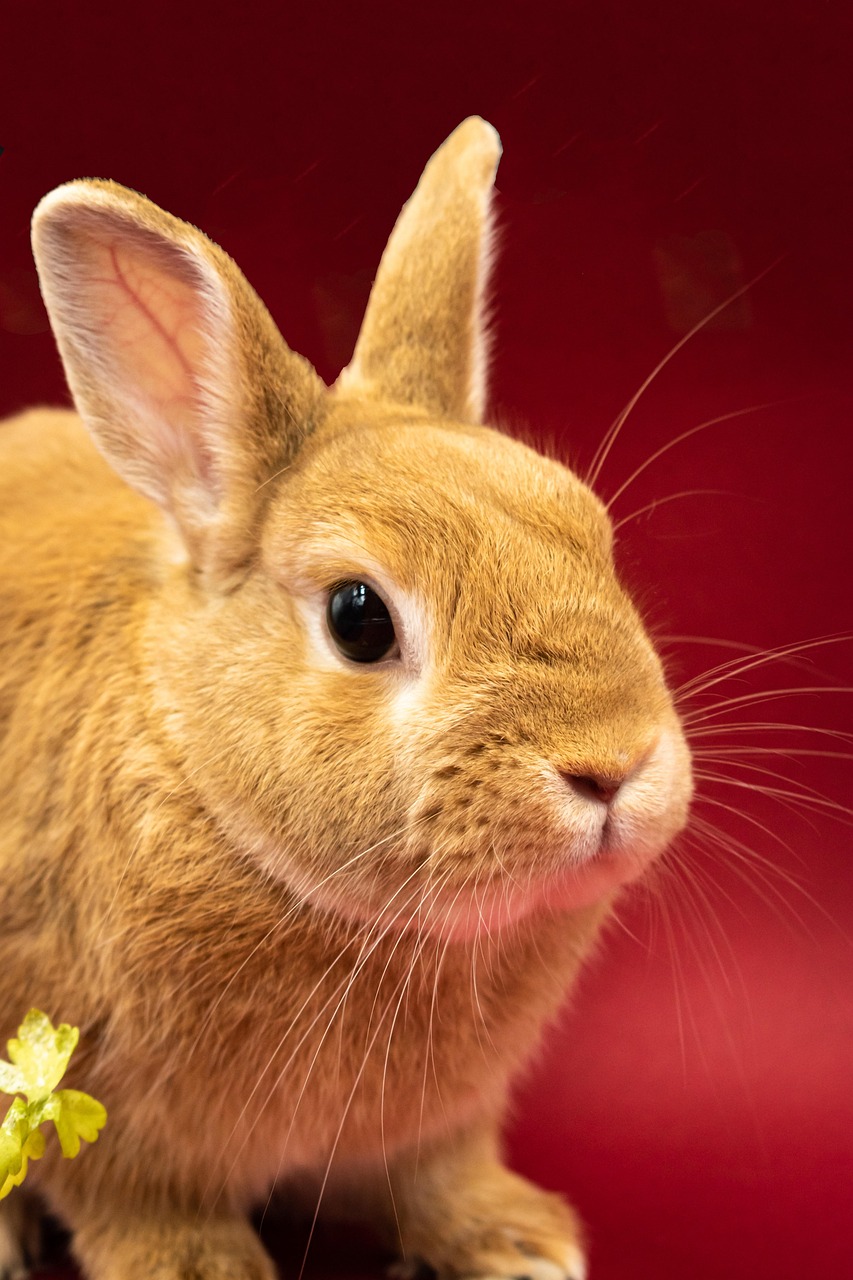 Bunny Rabbit Flowers Free Photo On Pixabay Pixabay