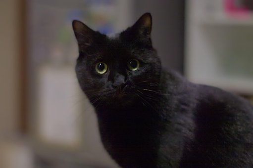 Katze, Schwarz, Überraschung, Furcht
