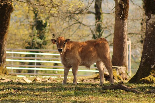 Kuh, Kalb, Natur, Landschaft, Bäume