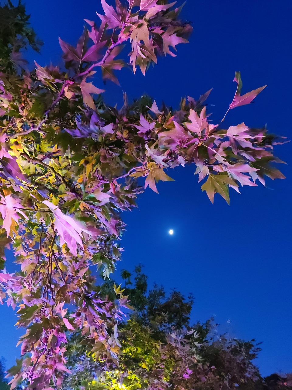 月亮 夜晚 花 - Pixabay上的免费照片
