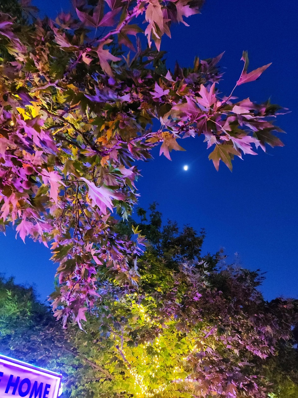 星星 夜晚 花 - Pixabay上的免费照片 - Pixabay