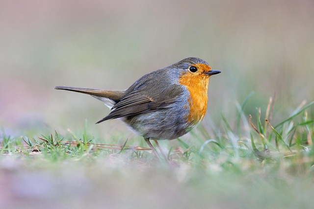 Robin, Pássaro, Natureza