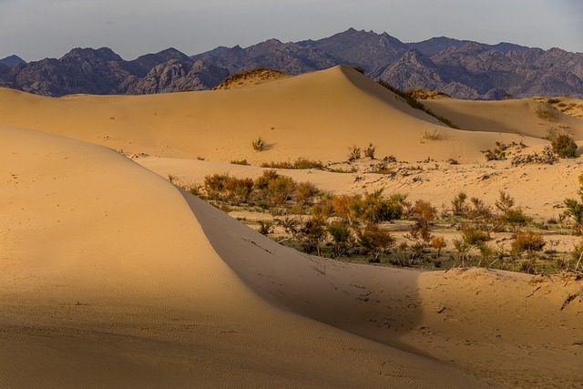 Abenteuer, Blauer Himmel, Kamel, Gobi