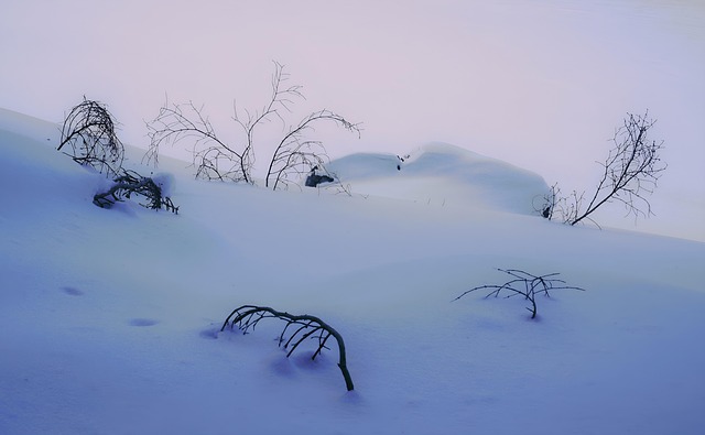 Free Snow Winter photo and picture
