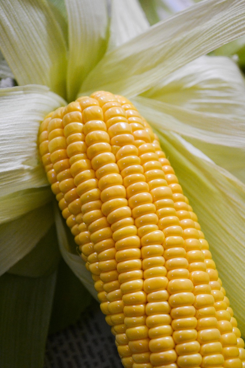 Corn Vegetable Field Free photo on Pixabay Pixabay