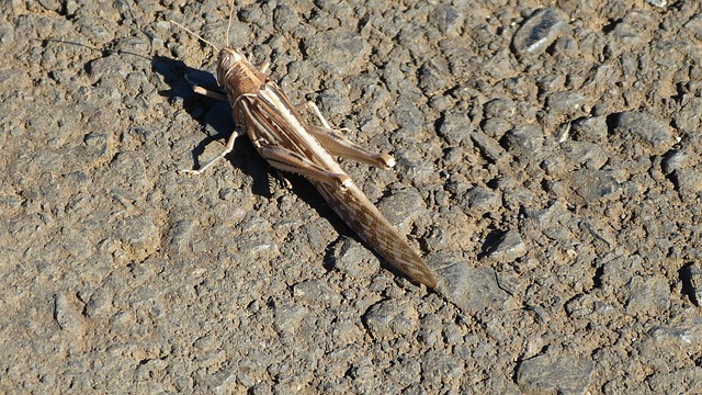 Free Grasshopper Insect photo and picture