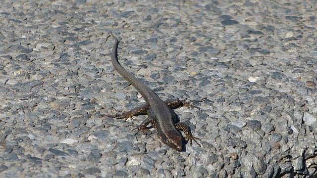 Free Lizard Reptile photo and picture