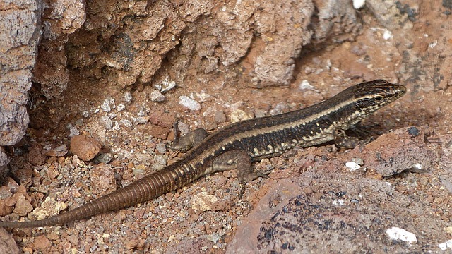 Free Lizard Reptile photo and picture