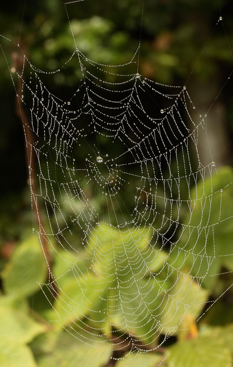 Forest Bush Spider Web - Free photo on Pixabay