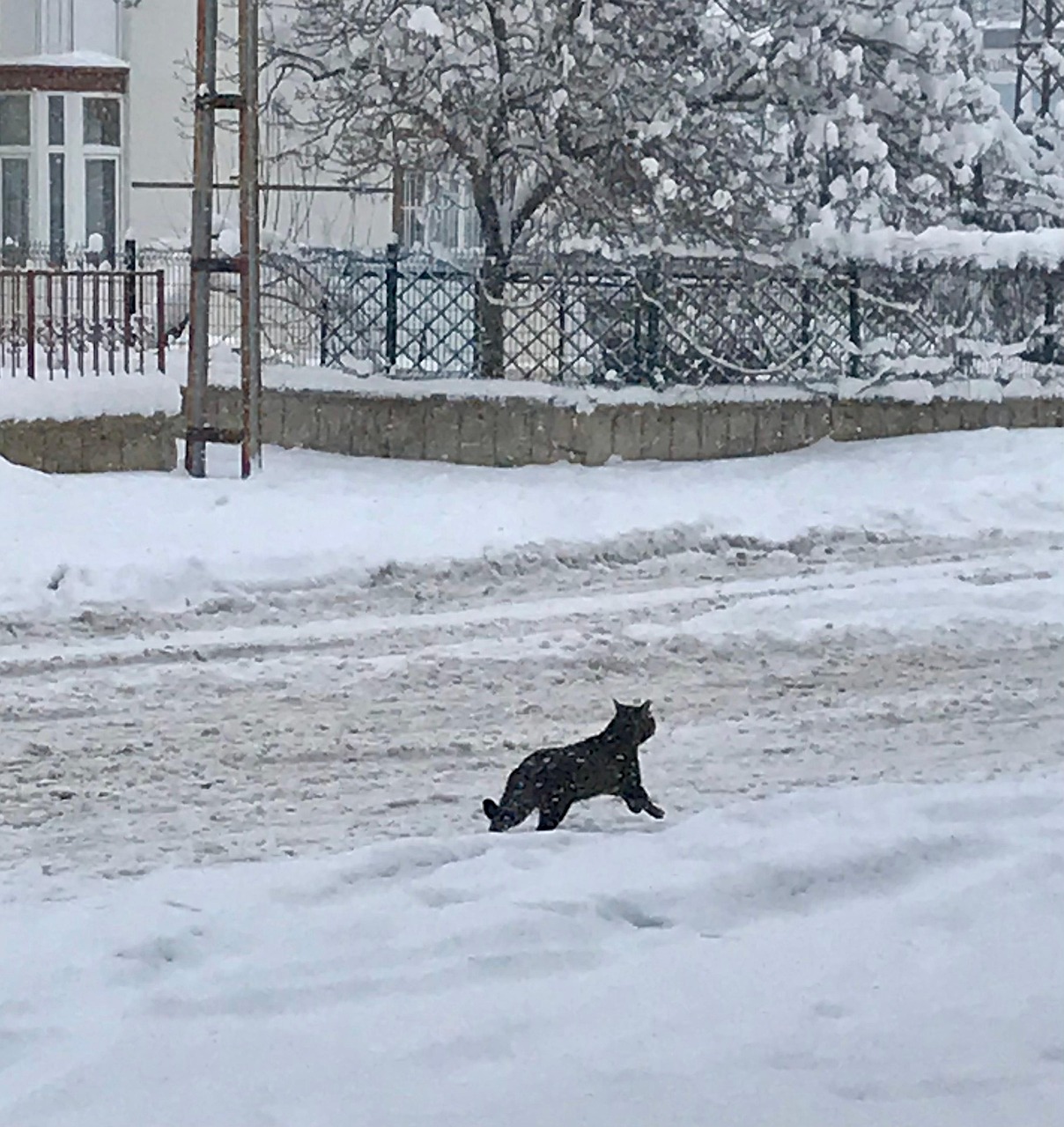 Free Snow Winter photo and picture
