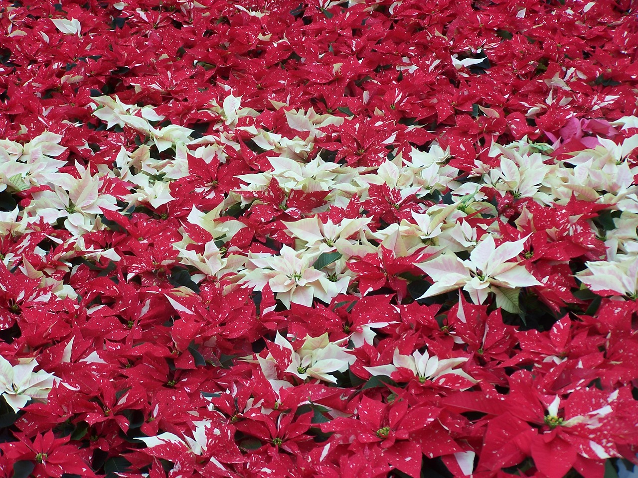 Poinsette Color Poinsettia Red Glitter Multi-Color - Free photo on Pixabay - Pixabay