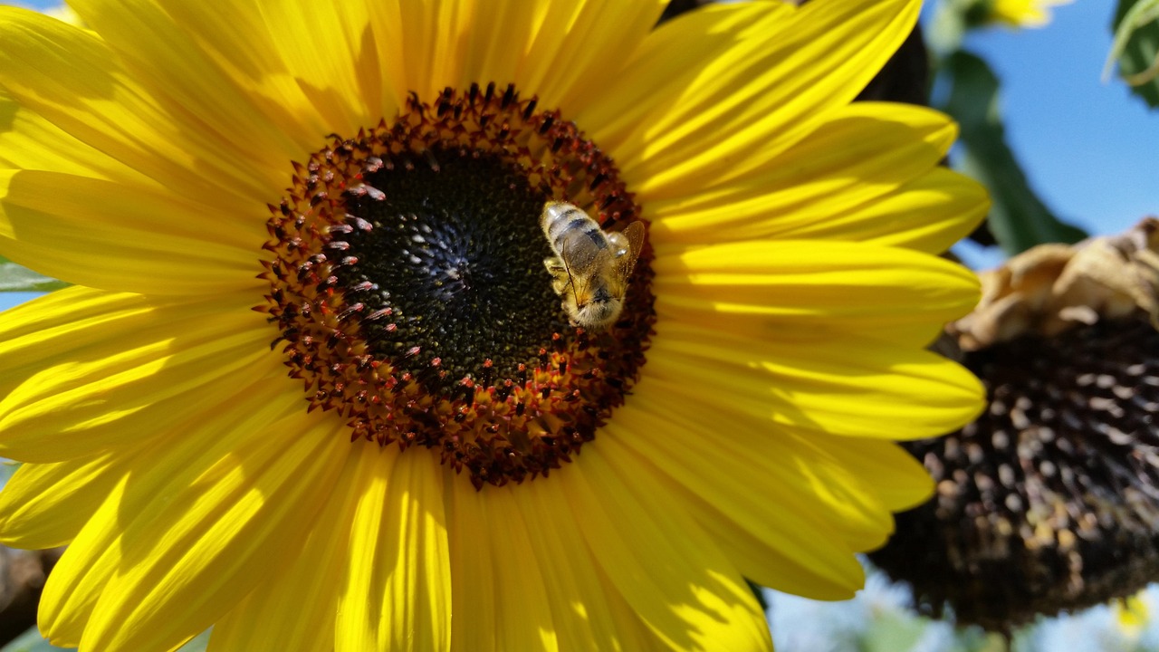 Sunflower Flower Bee - Free photo on Pixabay - Pixabay