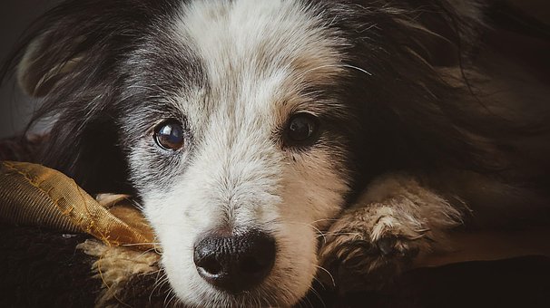 Free Dog Puppy photo and picture
