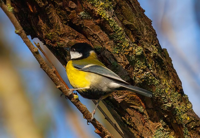 Free Great Tit Nature photo and picture