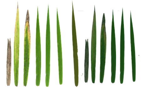 Græs Tekstur, Natur, Græsgrønt
