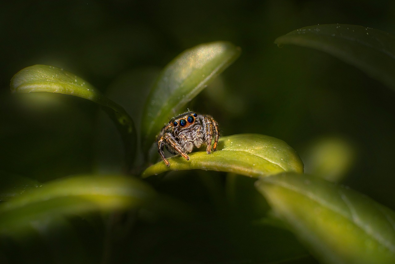 Zabre Insecte Spider Zebra Insect Jumping - Free photo on Pixabay