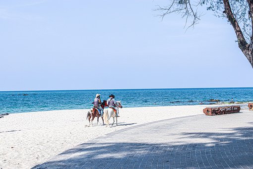 Free Beach Horse photo and picture