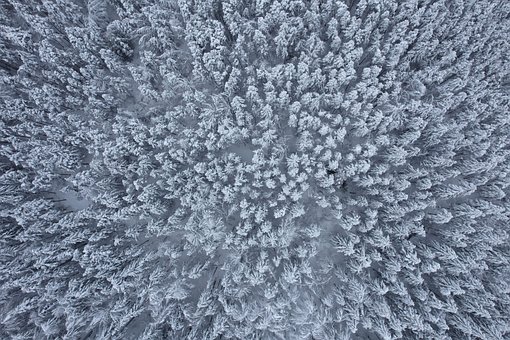Free Winter Forest photo and picture