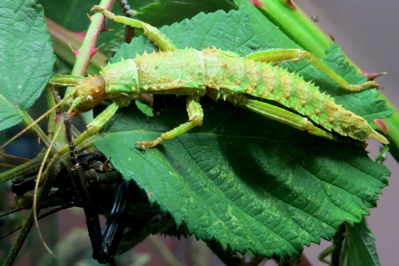 Stick Insect Hd Insect Stick Green - Free photo on Pixabay - Pixabay