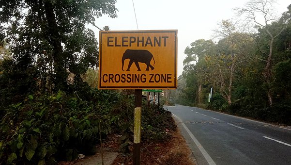 Elefant, Kryssende Sone, Dyreliv, Frist