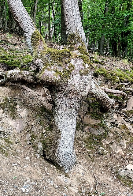 Gamle Træer, Rod, Kellerwald, Sti, Bark