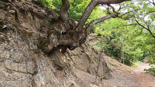 Gamle Træer, Sti, Kellerwald, Rod