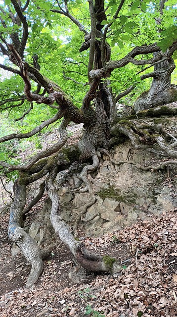 Knudret, Kellerwald, Gamle Træer, Sti