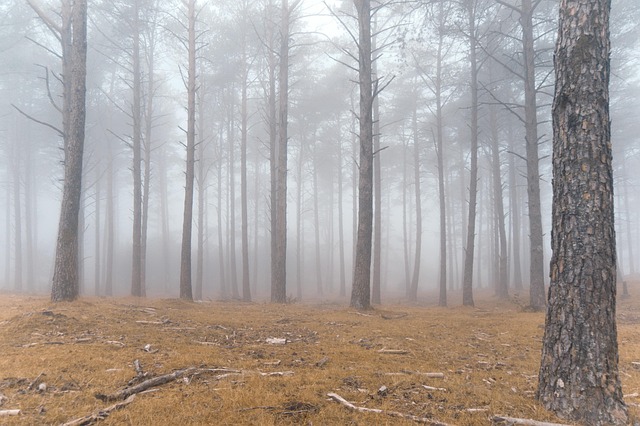 Free Forest Nature photo and picture