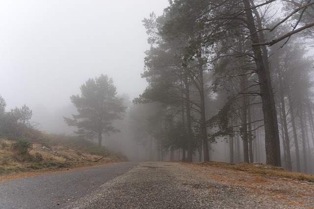 Free Forest Highway photo and picture