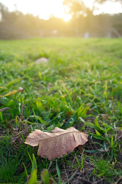 Free Leaf Herb photo and picture